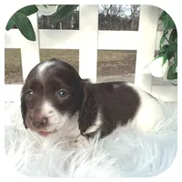 Intro ... AKC, a male Miniature Dachshund for sale in Smithville, TN – Photo 7 of 10