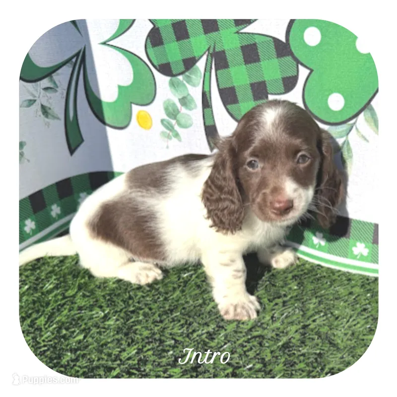 Intro ... AKC – Miniature Dachshund puppy for sale in Smithville, TN
