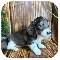 Porkchop ... AKC Pet, a male Miniature Dachshund for sale in Smithville, TN – 3 of 8
