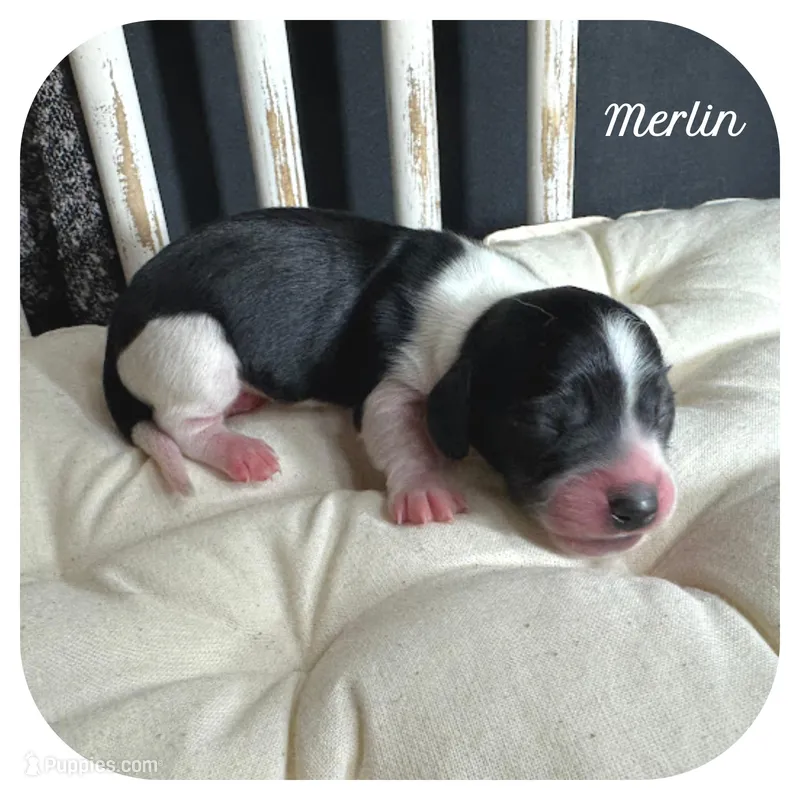 Merlin ... AKC – Miniature Dachshund puppy for sale in Smithville, TN
