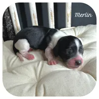 Merlin ... AKC, a male Miniature Dachshund for sale in Smithville, TN – 1 of 7