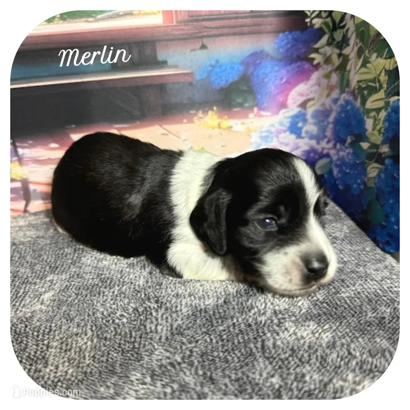 Merlin ... AKC – Miniature Dachshund puppy for sale in Smithville, TN