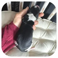 Merlin ... AKC, a male Miniature Dachshund for sale in Smithville, TN – 3 of 7