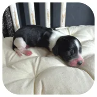 Merlin ... AKC, a male Miniature Dachshund for sale in Smithville, TN – 5 of 7