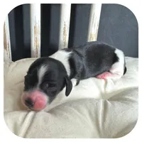 Merlin ... AKC, a male Miniature Dachshund for sale in Smithville, TN – 2 of 7