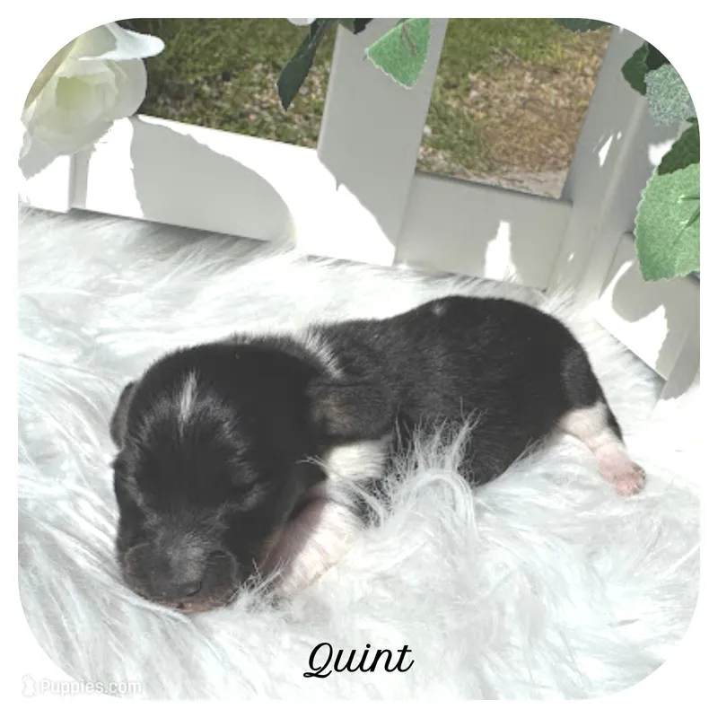 Quint ... AKC – Miniature Dachshund puppy for sale in Smithville, TN