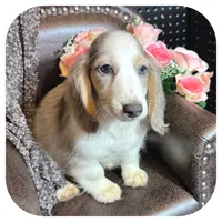 Rooster ... AKC, a male Miniature Dachshund for sale in Smithville, TN – 3 of 10