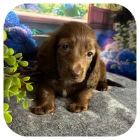 Lolli ... AKC, a female Miniature Dachshund for sale in Smithville, TN – 5 of 10