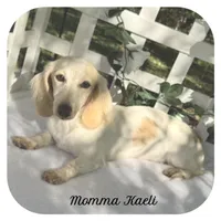 Olla ... AKC, a female Miniature Dachshund for sale in Smithville, TN – 7 of 8