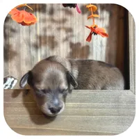 Trip ... AKC, a male Miniature Dachshund for sale in Smithville, TN – 8 of 10