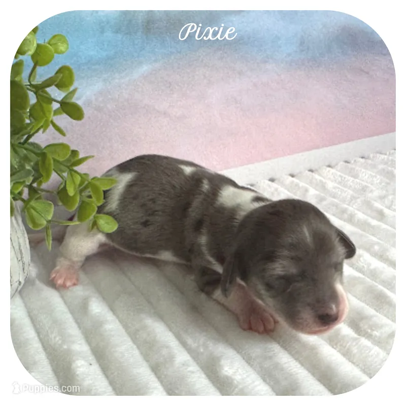 Pixie ... AKC – Miniature Dachshund puppy for sale in Smithville, TN