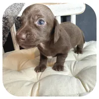 Lindy ... AKC, a female Miniature Dachshund for sale in Smithville, TN – 5 of 8