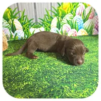 Lindy ... AKC, a female Miniature Dachshund for sale in Smithville, TN – Photo 3 of 9