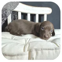 Lindy ... AKC, a female Miniature Dachshund for sale in Smithville, TN – 6 of 8