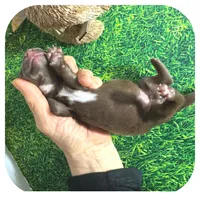 Lindy ... AKC, a female Miniature Dachshund for sale in Smithville, TN – Photo 7 of 9