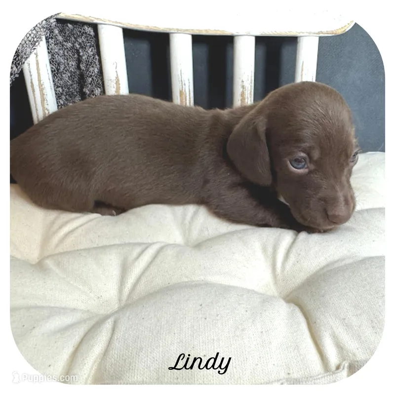 Lindy ... AKC – Miniature Dachshund puppy for sale in Smithville, TN
