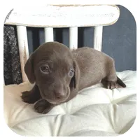 Lindy ... AKC, a female Miniature Dachshund for sale in Smithville, TN – 2 of 8