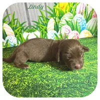 Lindy ... AKC, a female Miniature Dachshund for sale in Smithville, TN – Photo 1 of 9