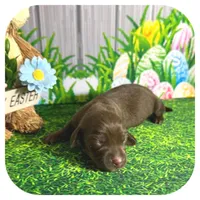 Lindy ... AKC, a female Miniature Dachshund for sale in Smithville, TN – Photo 4 of 9