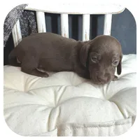 Lindy ... AKC, a female Miniature Dachshund for sale in Smithville, TN – 4 of 8