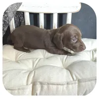 Lindy ... AKC, a female Miniature Dachshund for sale in Smithville, TN – 3 of 8