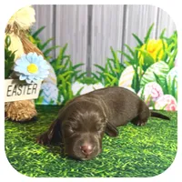 Lindy ... AKC, a female Miniature Dachshund for sale in Smithville, TN – Photo 2 of 9