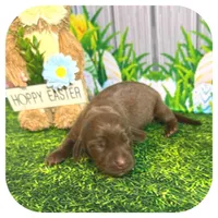 Lindy ... AKC, a female Miniature Dachshund for sale in Smithville, TN – Photo 6 of 9