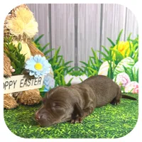 Lindy ... AKC, a female Miniature Dachshund for sale in Smithville, TN – Photo 5 of 9