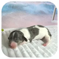 Pudge ... AKC, a male Miniature Dachshund for sale in Smithville, TN – 6 of 8