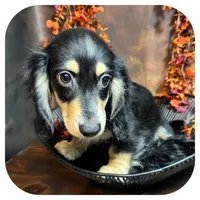 Ozwell ... AKC, a male Miniature Dachshund for sale in Smithville, TN – 3 of 9