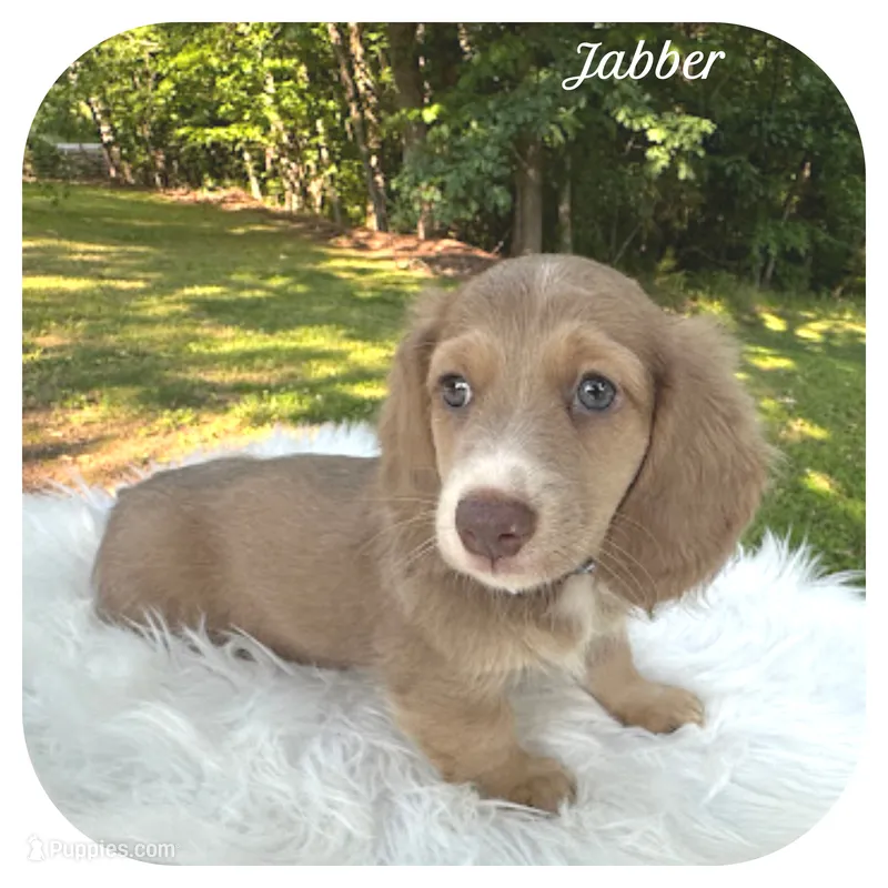 Jabber ... AKC – Miniature Dachshund puppy on hold in Smithville, TN