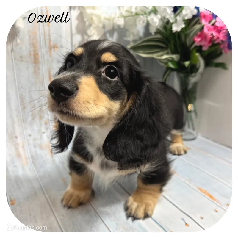 Ozwell ... AKC – Miniature Dachshund puppy for sale in Smithville, TN