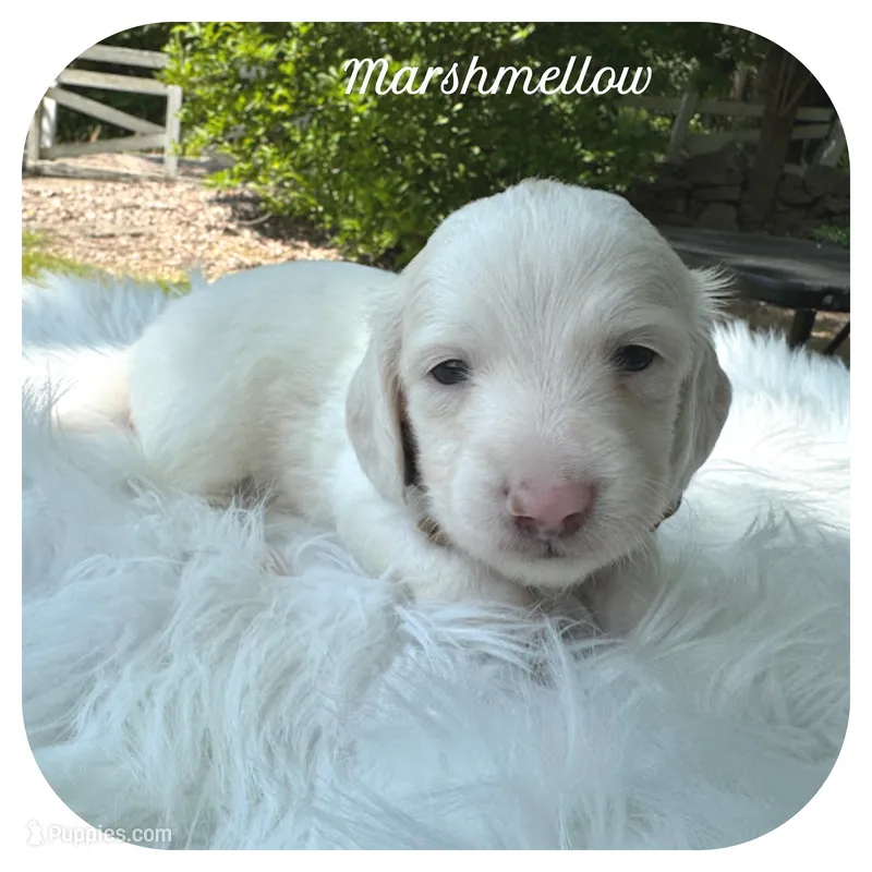 Marshmellow ... AKC – Miniature Dachshund puppy on hold in Smithville, TN