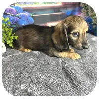 Kimba ... AKC, a female Miniature Dachshund for sale in Smithville, TN – 7 of 10
