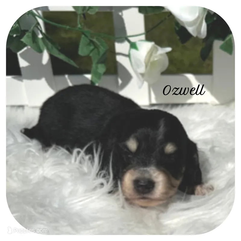 Ozwell ... AKC – Miniature Dachshund puppy for sale in Smithville, TN