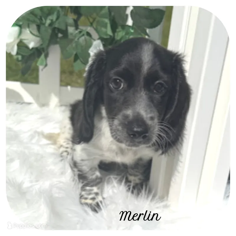 Merlin ... AKC – Miniature Dachshund puppy for sale in Smithville, TN