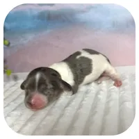 Pudge ... AKC, a male Miniature Dachshund for sale in Smithville, TN – 4 of 8