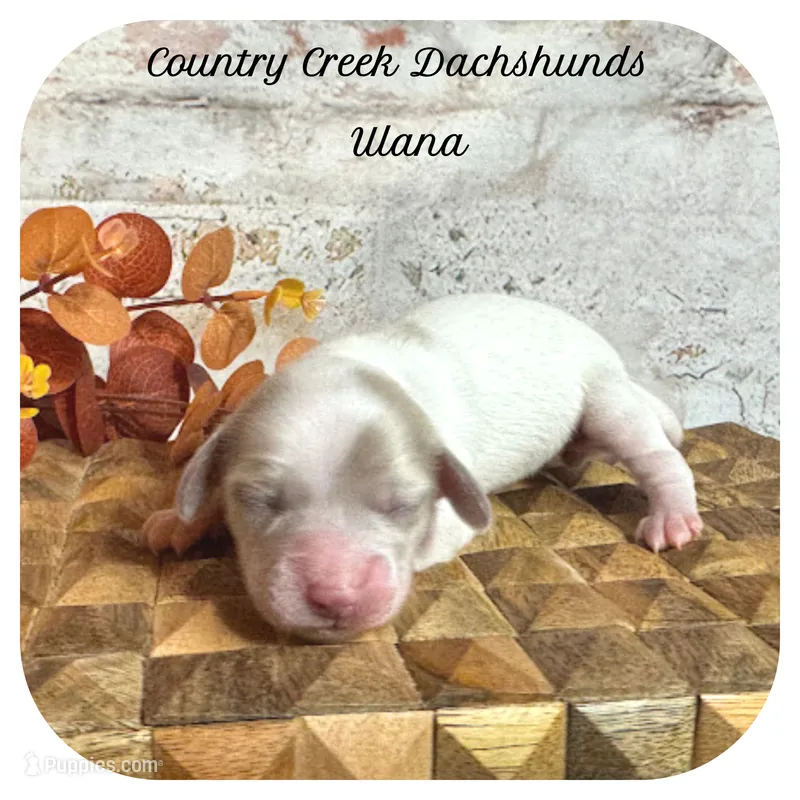 Ulana ... AKC – Miniature Dachshund puppy for sale in Smithville, TN