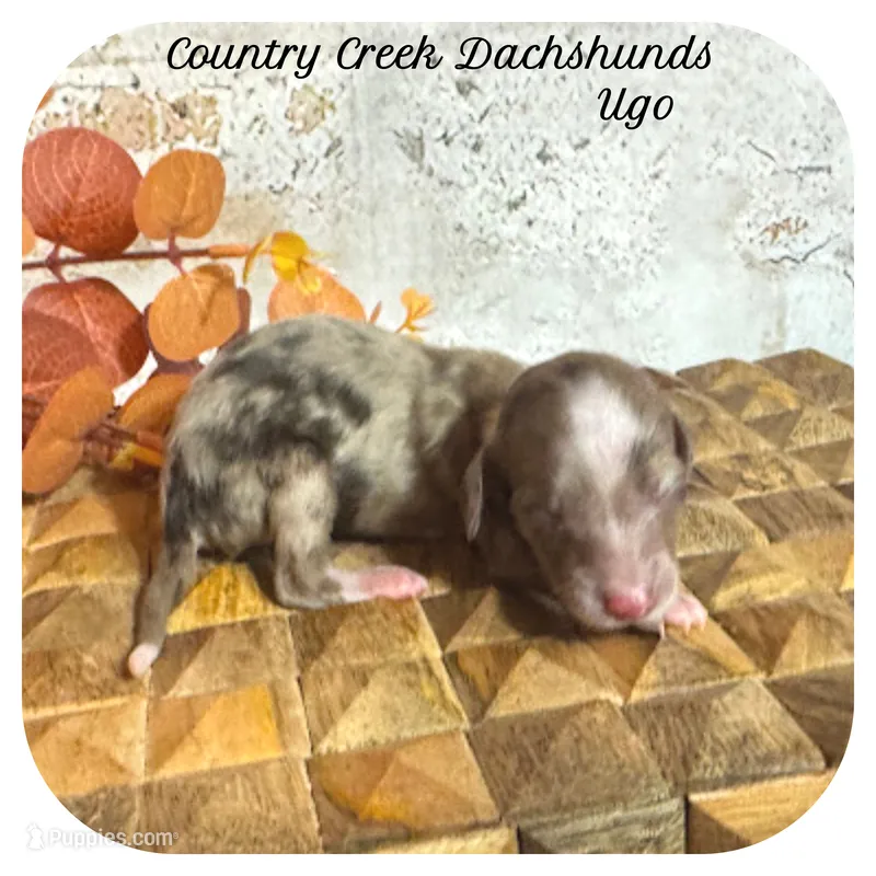 Ugo ... AKC – Miniature Dachshund puppy for sale in Smithville, TN