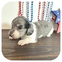 Pixie ... AKC, a female Miniature Dachshund for sale in Smithville, TN – 6 of 8