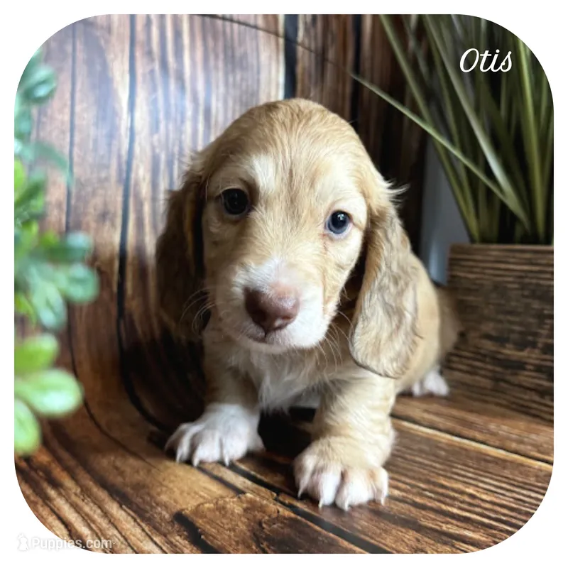 Otis ... AKC – Miniature Dachshund puppy for sale in Smithville, TN