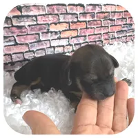 Kimba ... AKC, a female Miniature Dachshund for sale in Smithville, TN – Photo 3 of 10