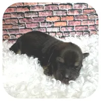 Kimba ... AKC, a female Miniature Dachshund for sale in Smithville, TN – Photo 6 of 10