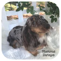 Kimba ... AKC, a female Miniature Dachshund for sale in Smithville, TN – Photo 9 of 10