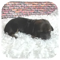 Kimba ... AKC, a female Miniature Dachshund for sale in Smithville, TN – Photo 4 of 10