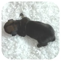 Kimba ... AKC, a female Miniature Dachshund for sale in Smithville, TN – Photo 8 of 10