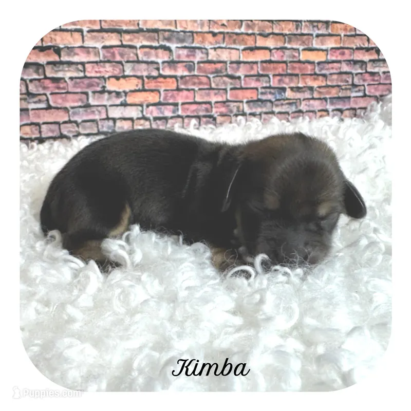 Kimba ... AKC, a female Miniature Dachshund for sale in Smithville, TN – Photo 1 of 10
