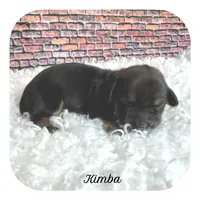 Kimba ... AKC, a female Miniature Dachshund for sale in Smithville, TN – Photo 1 of 10