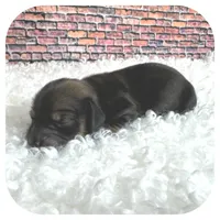 Kimba ... AKC, a female Miniature Dachshund for sale in Smithville, TN – Photo 5 of 10