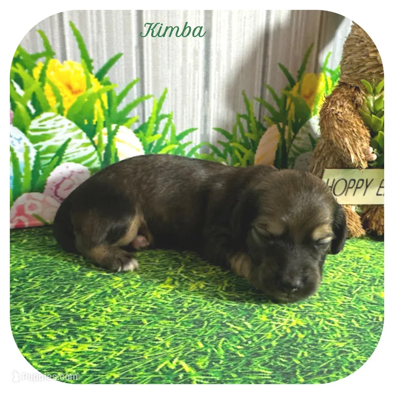 Kimba ... AKC – Miniature Dachshund puppy for sale in Smithville, TN